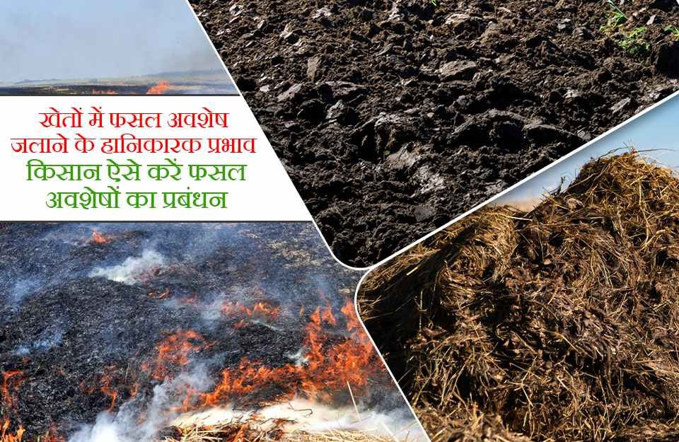 Post harvest crop burning has detrimental effect both on environment and farmers