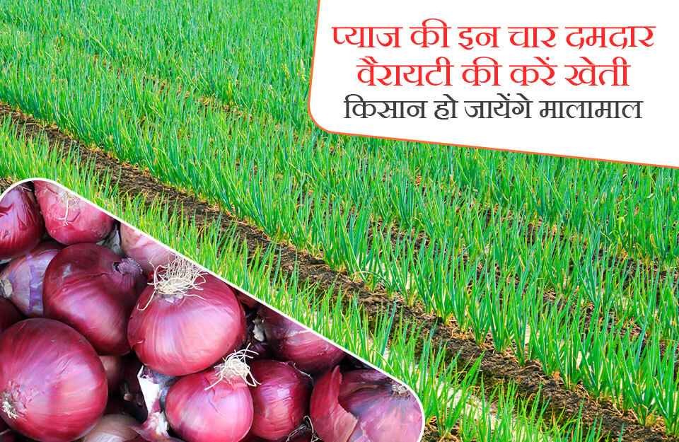 Onion Cultivation techniques and Onion varieties | KhetiVyapar