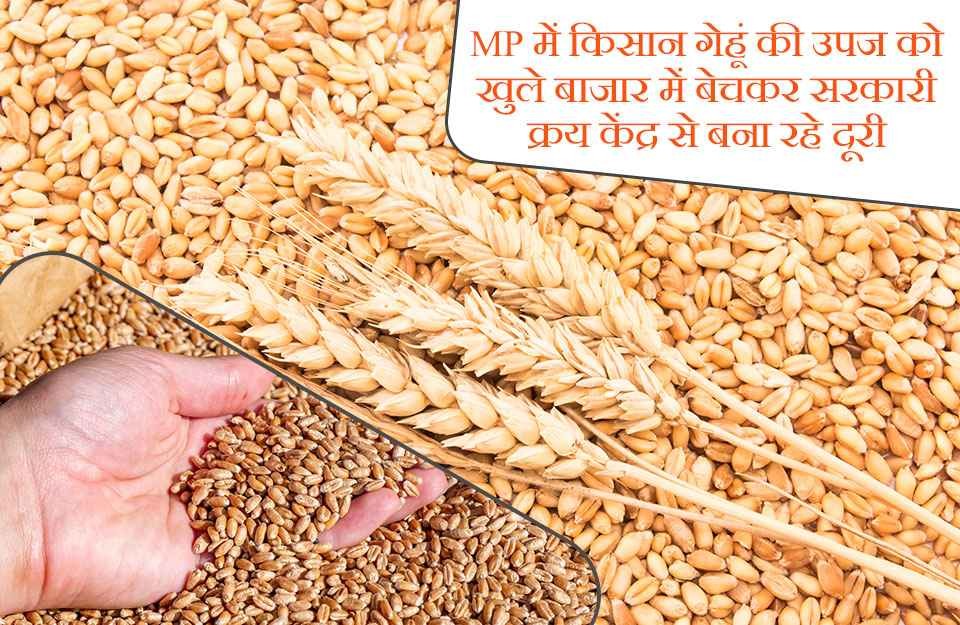 MP में किसान गेहूं की उपज को खुले बाजार में बेचकर सरकारी क्रय केंद्र से बना रहे दूरी