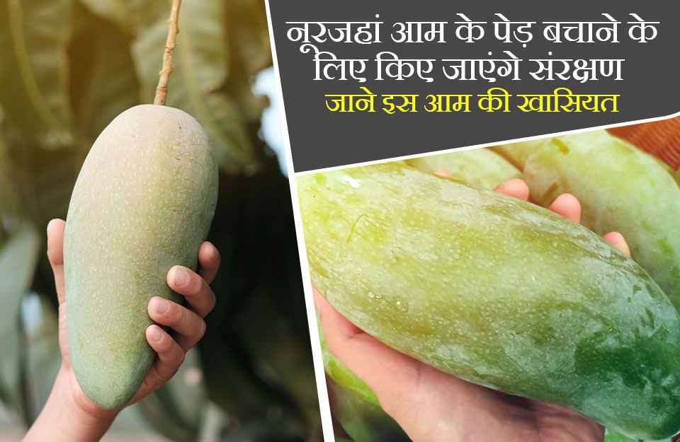 नूरजहां आम के पेड़ बचाने के लिए किए जाएंगे संरक्षण