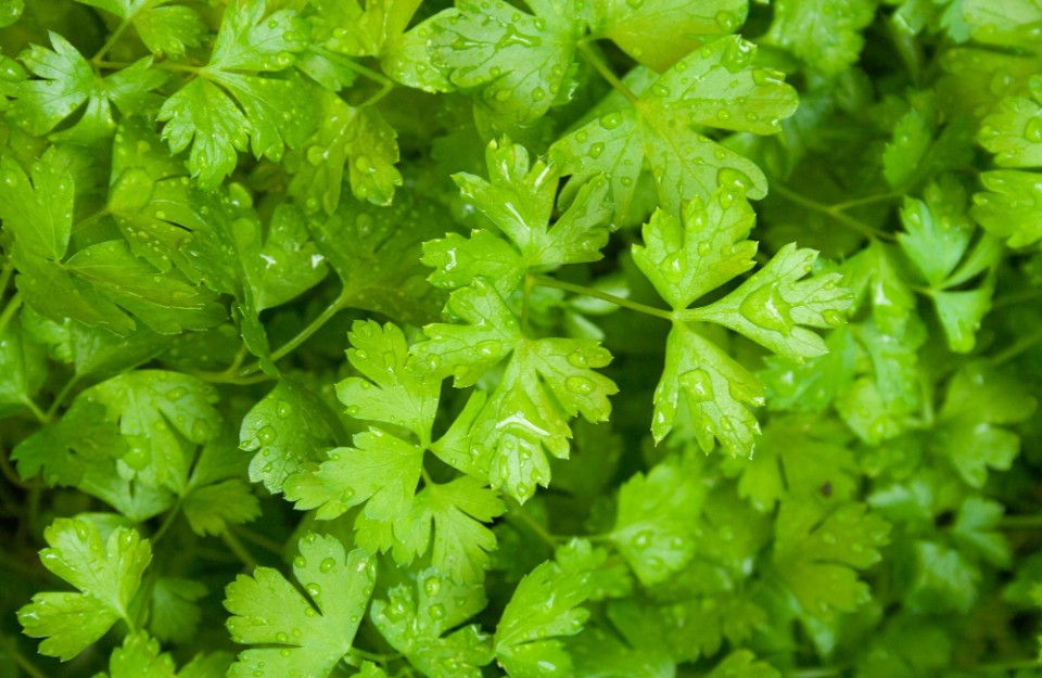 Coriander (Leaves) Price today
