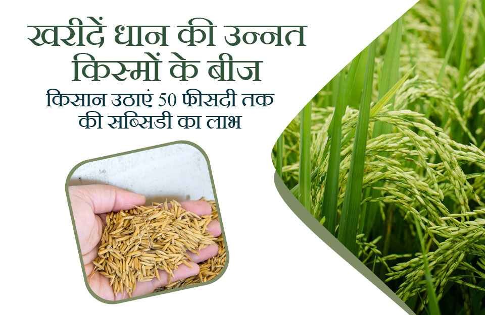 Rice Seeds