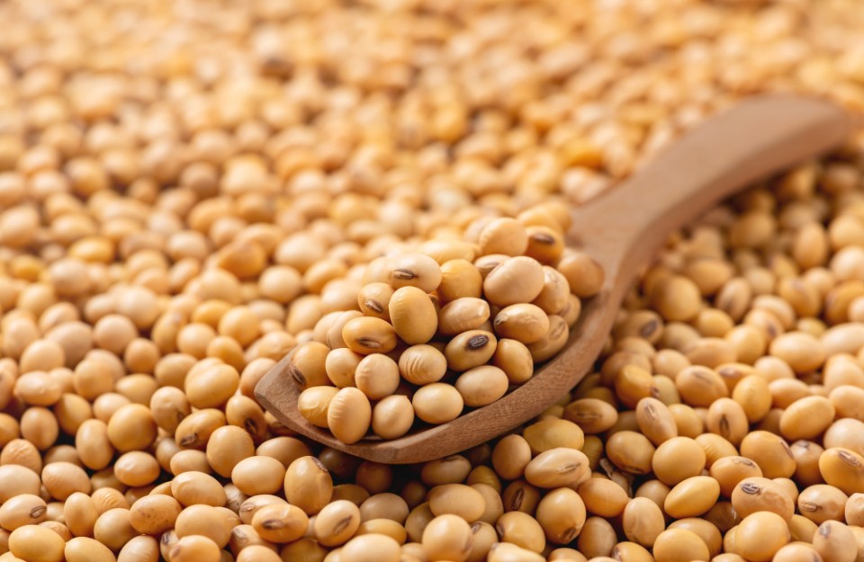 Soyabean Market Price Today