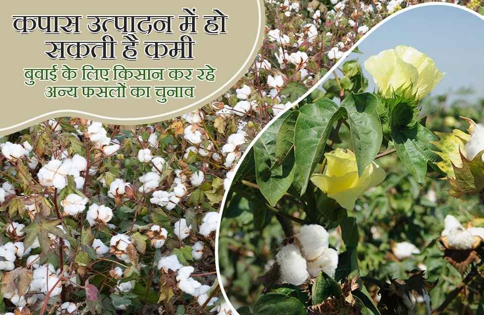 कपास उत्पादन में हो सकती है कमी