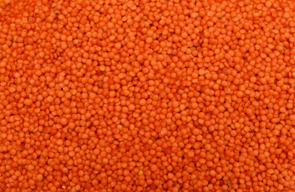 Masoor Dal Prices Today