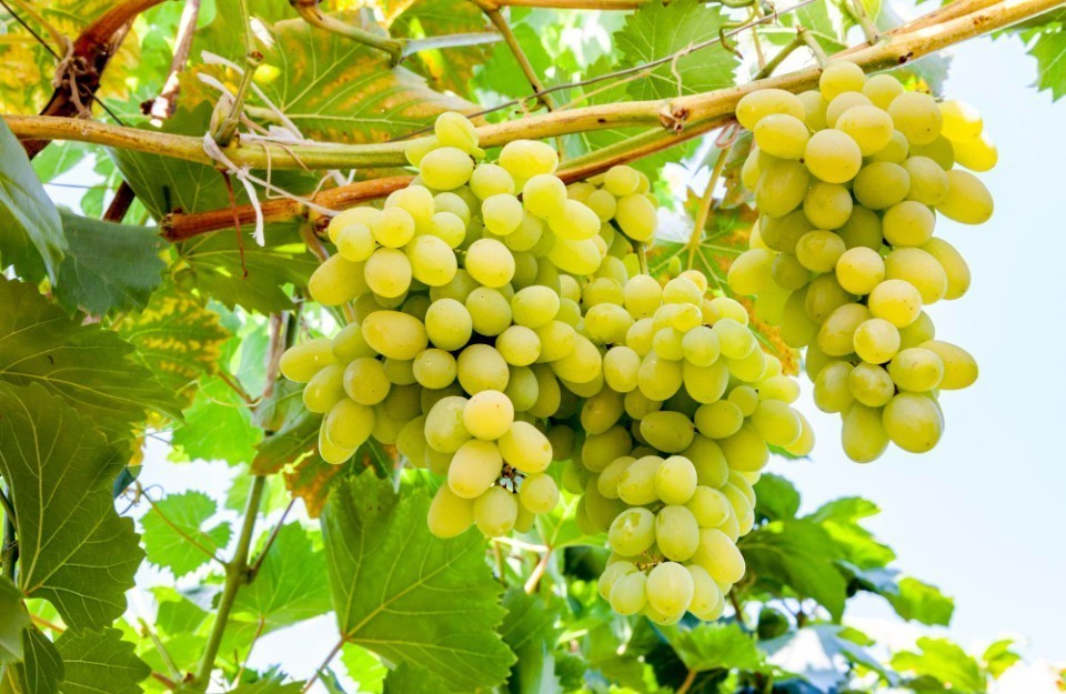 Grapes Price Today