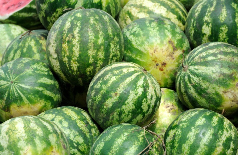 Watermelon Rate Today