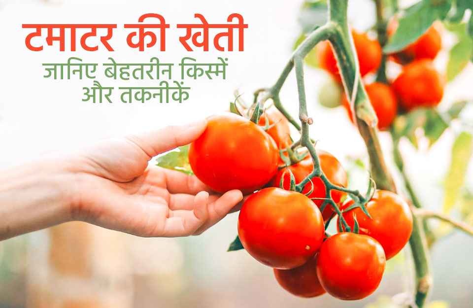 Tomato Cultivation, Best Varieties