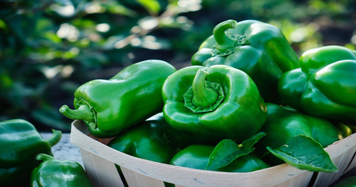 Capsicum market price