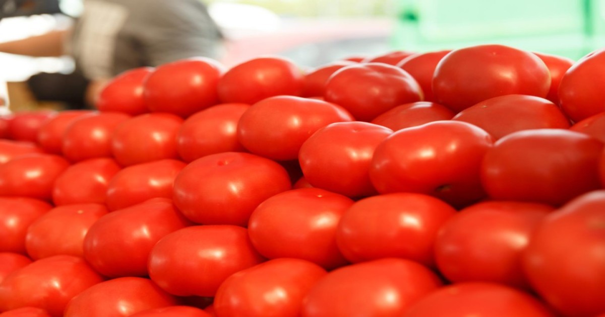 Tomato market price today
