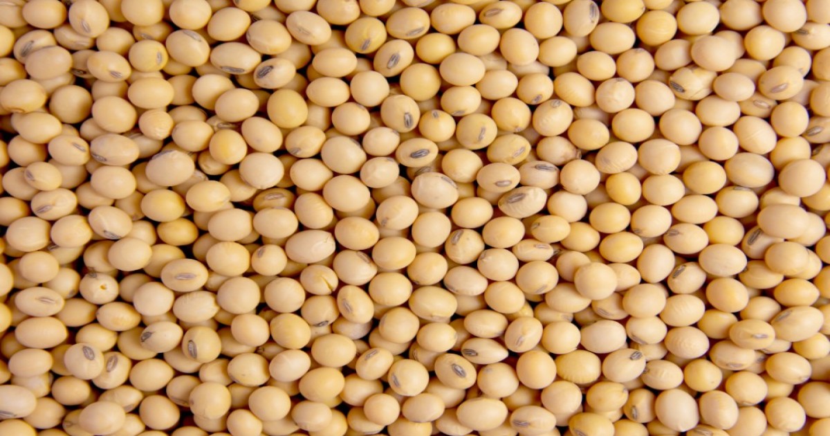 Soybean market price today