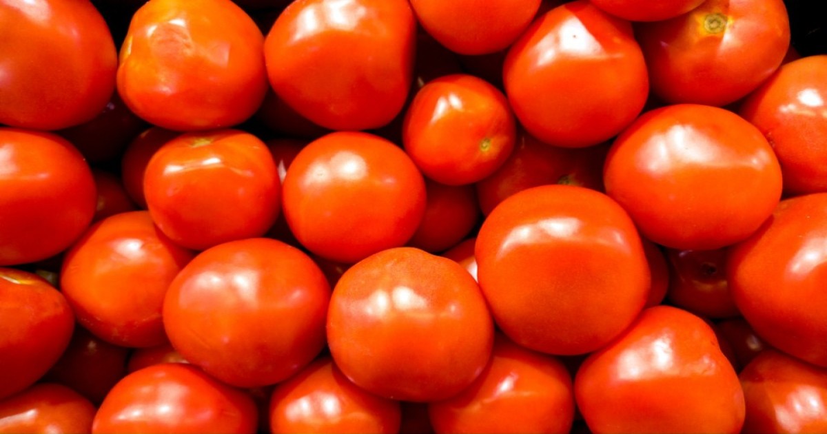 Tomato market price today
