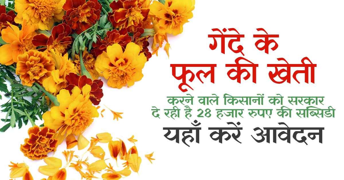 अब गेंदे की खेती होगी और भी ज्यादा मुनाफेदार