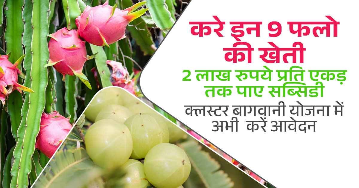 Cluster Horticulture Scheme