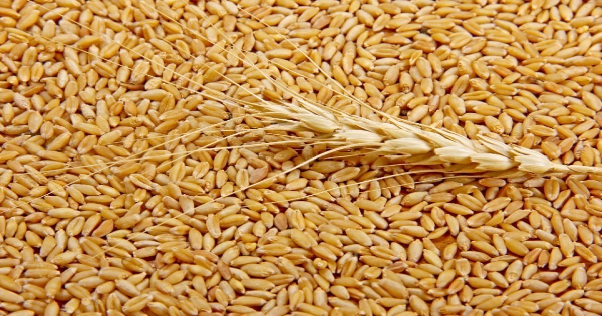 Wheat Market Price Today in Bihar