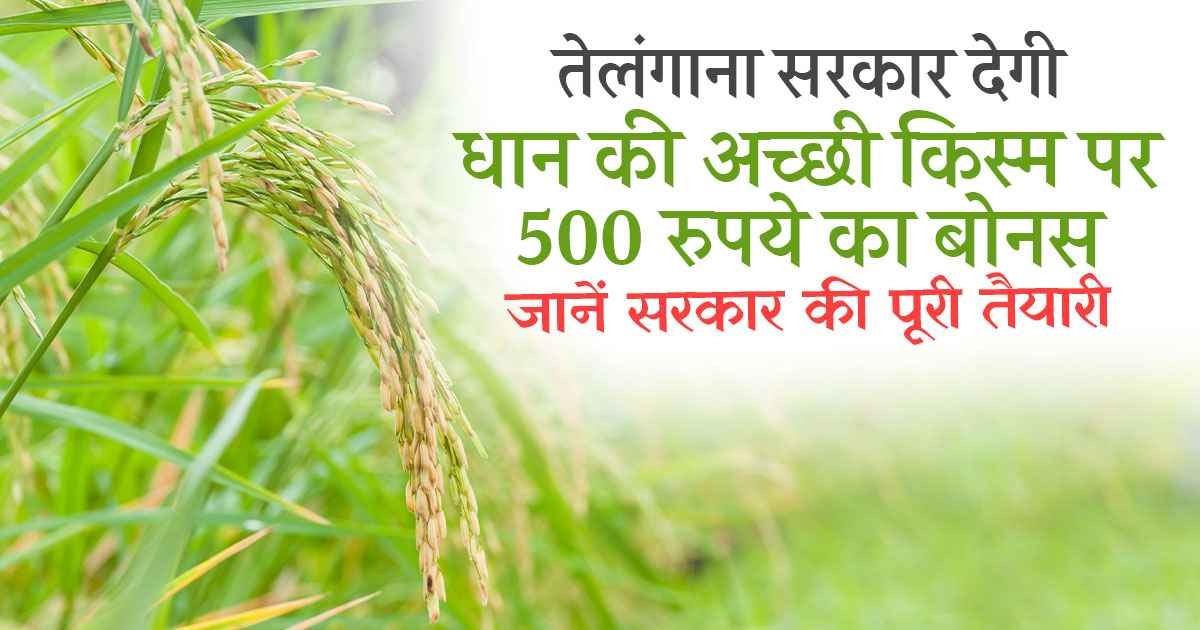 धान की अच्छी किस्मों की अधिक मांग