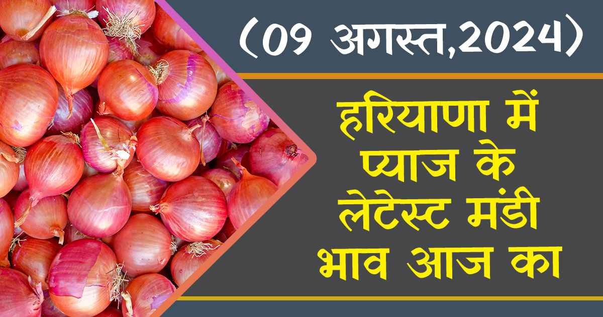 Onion Market Price