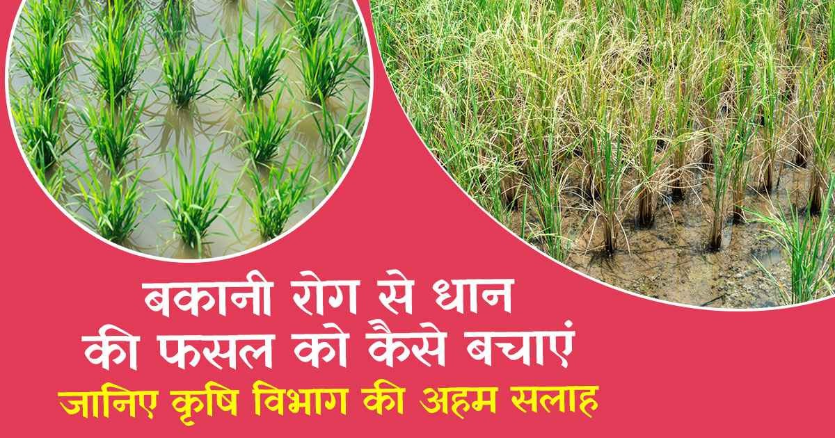 Bakani disease in paddy crops