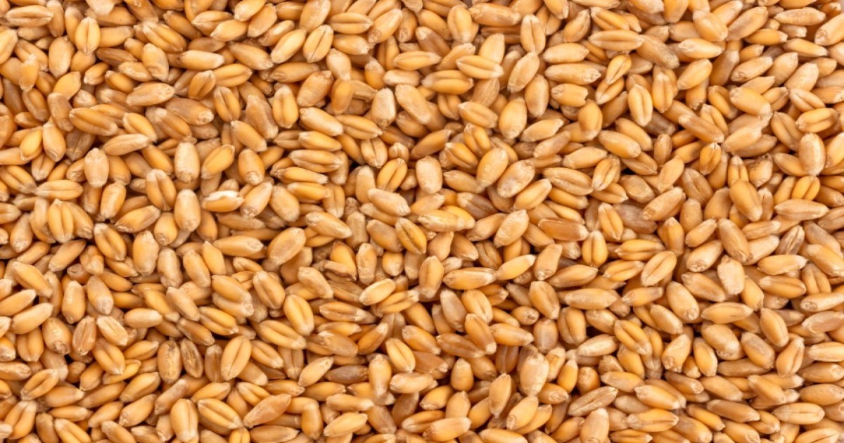 Wheat Market Price in Rajasthan