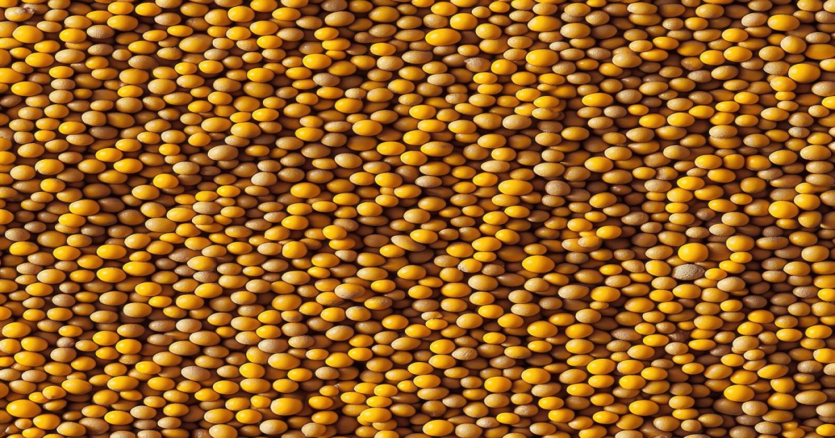 Mustard Market Price in Rajasthan