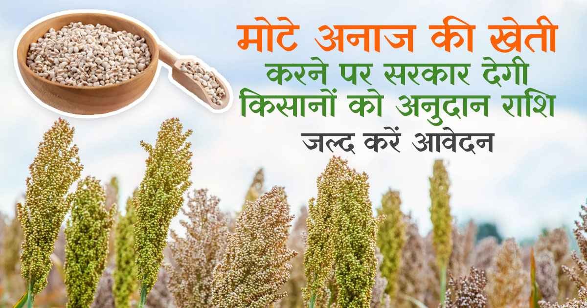Millet Cultivation