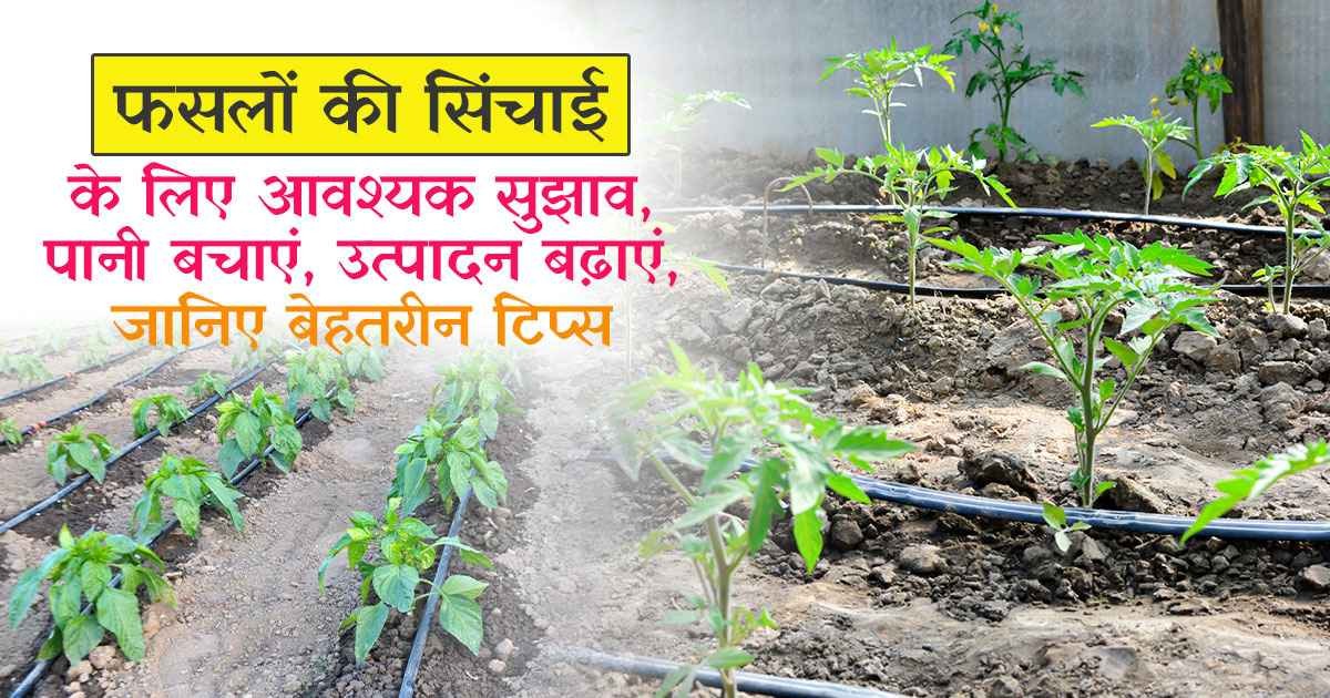 Tips for Efficient Crop Irrigation