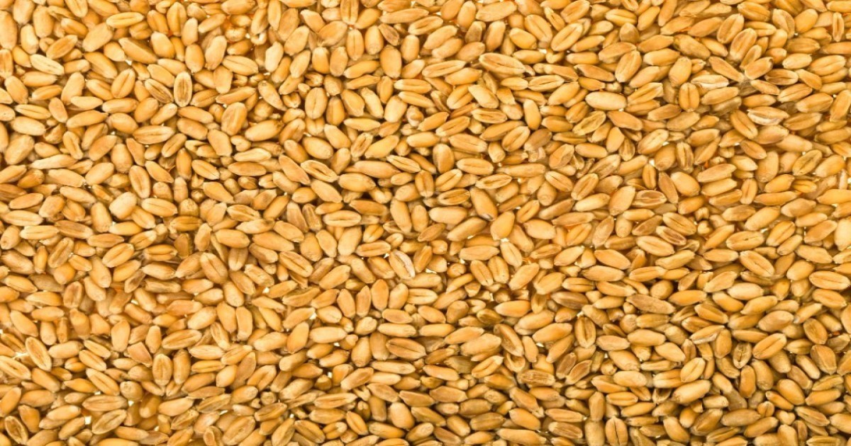 Wheat market price