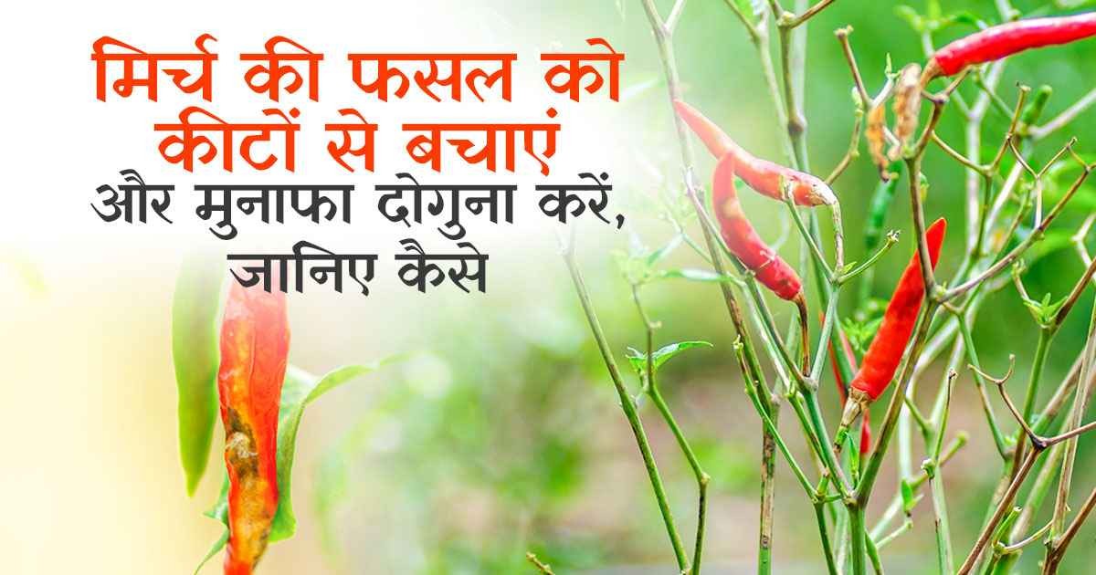 मिर्च की खेती