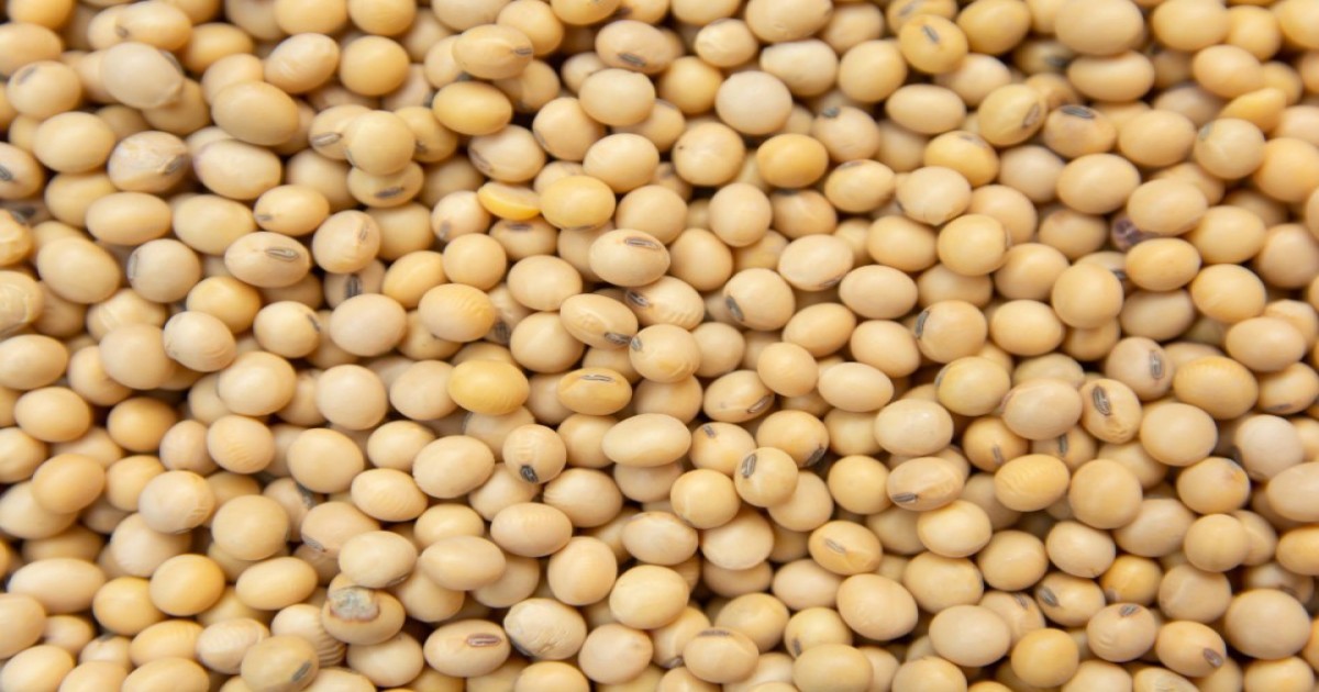 Soybean market price Soybean market price