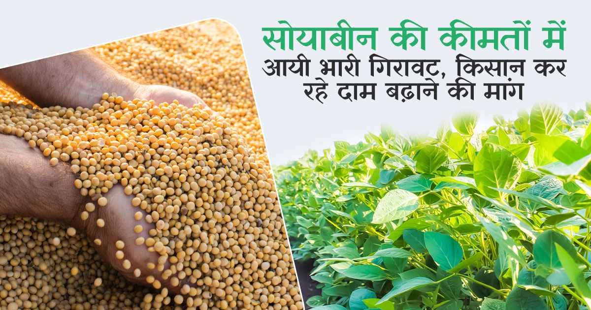 सोयाबीन की कीमतों में गिरावट