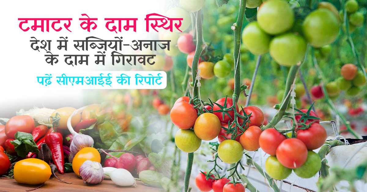Fluctuations in Tomato Prices