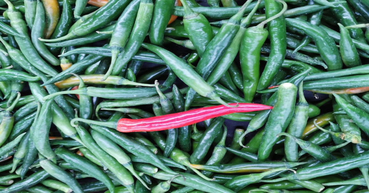 green chilies price today