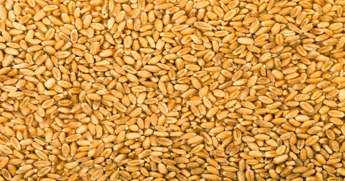 Wheat market price today