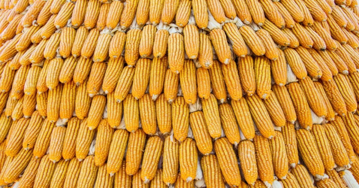 Corn market price today