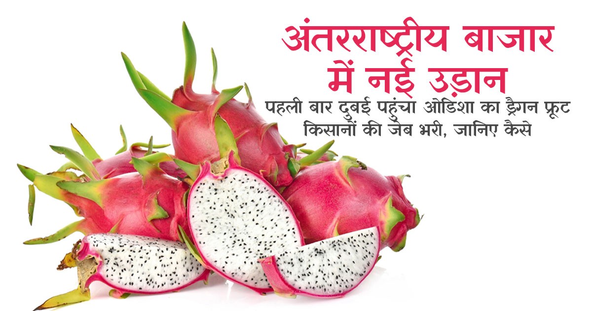 Dragon fruit exported from Odisha