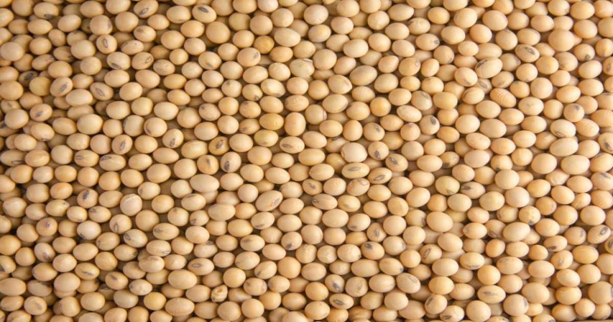 Soybean market price