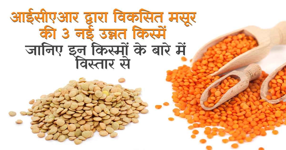 सूखा प्रतिरोधी मसूर की किस्में