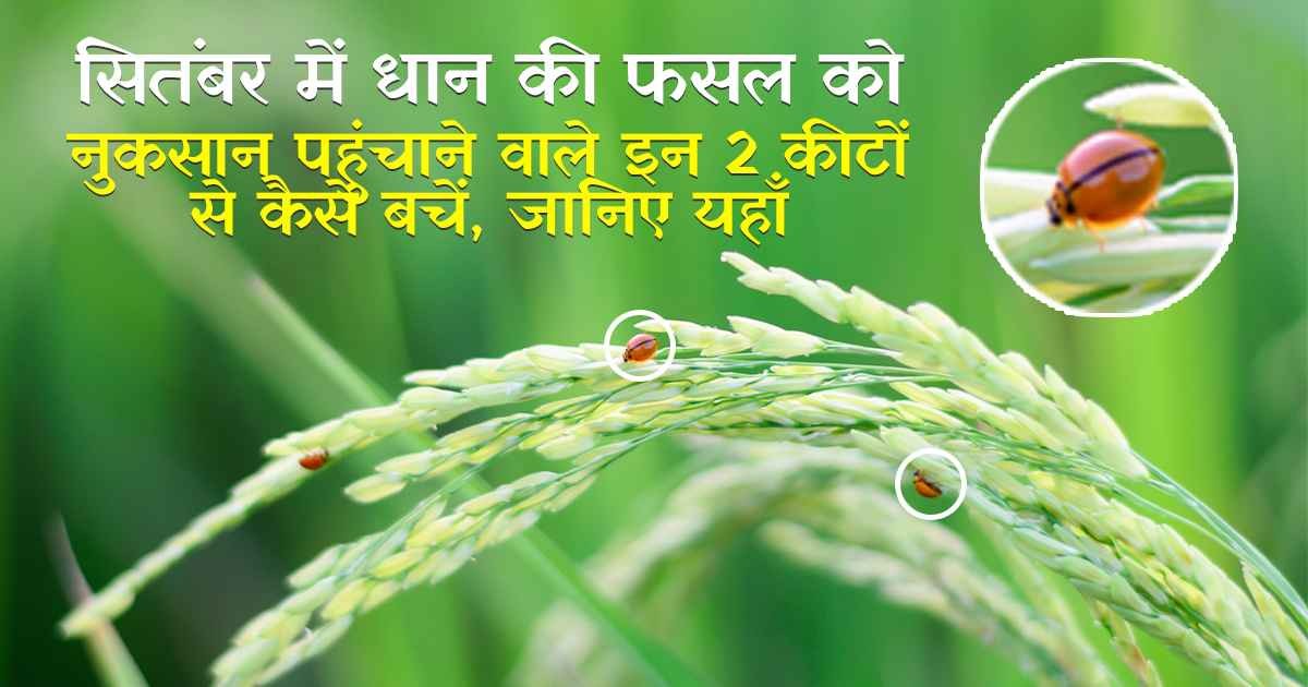 धान की खेती