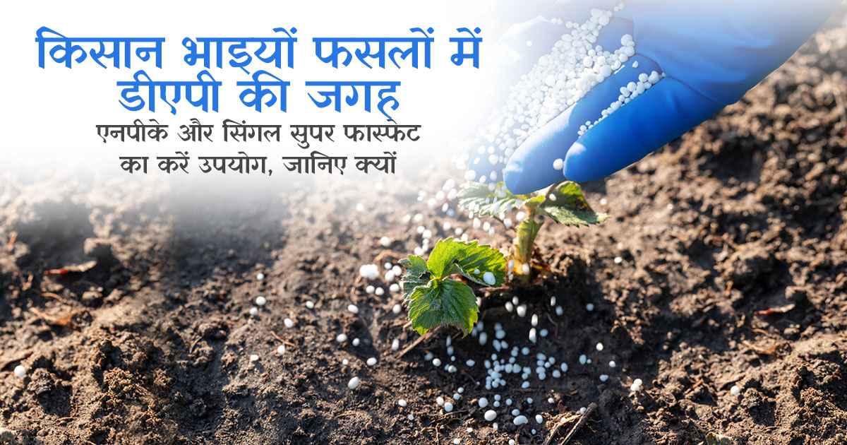 सिंगल सुपर फास्फेट