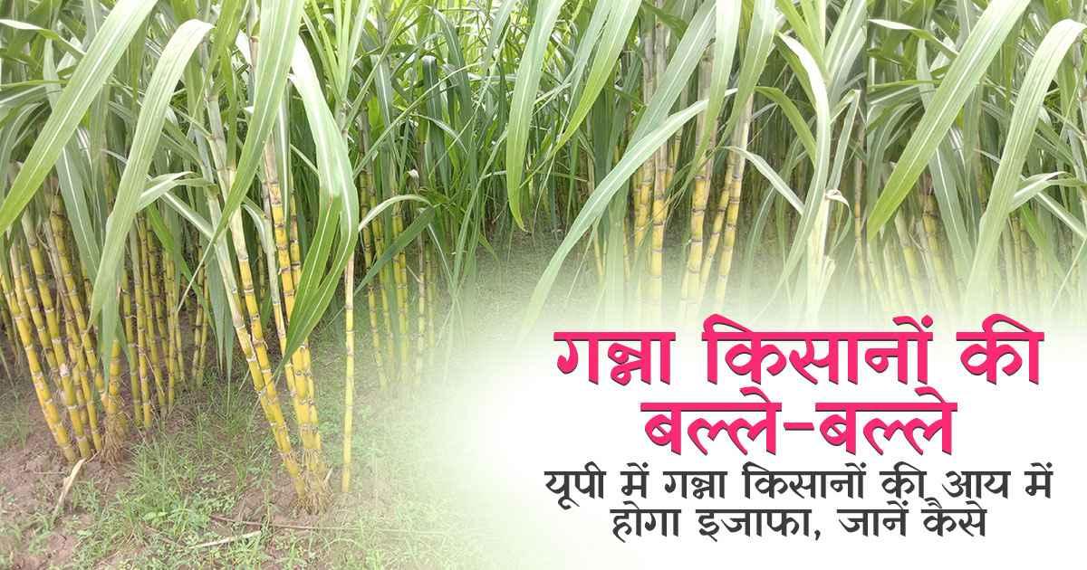 Relief for sugarcane farmers