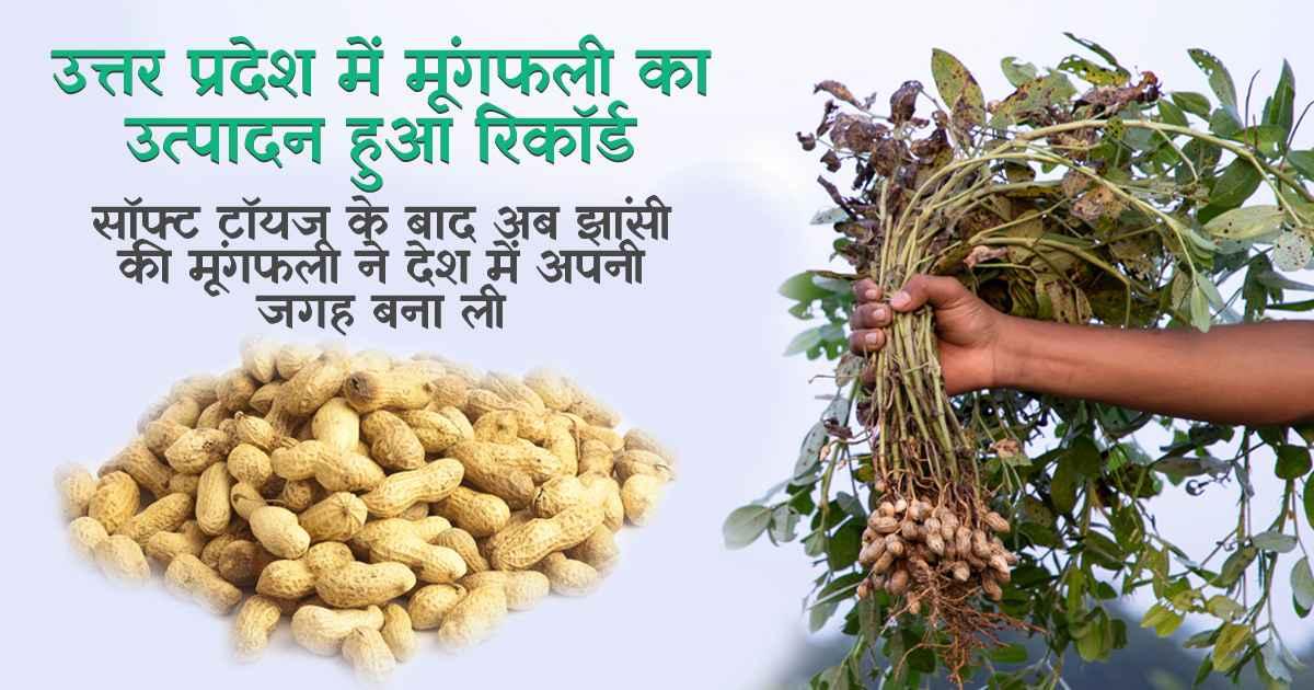 मूंगफली की बढ़ती उपज