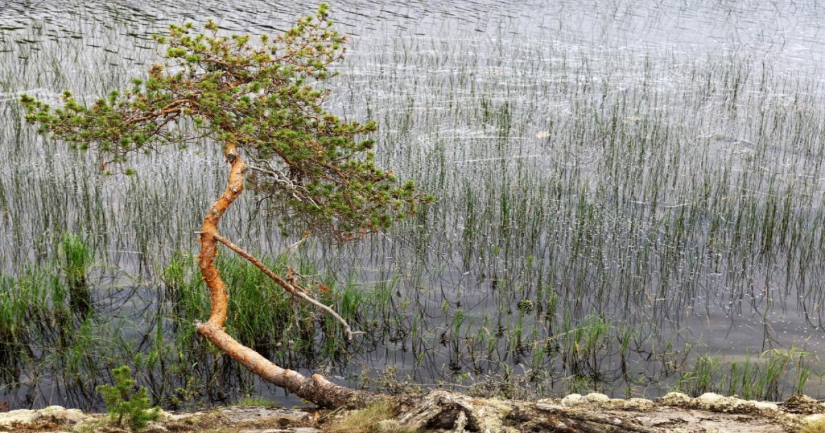राजस्थान के किसानों के लिए बारिश बनी आफत