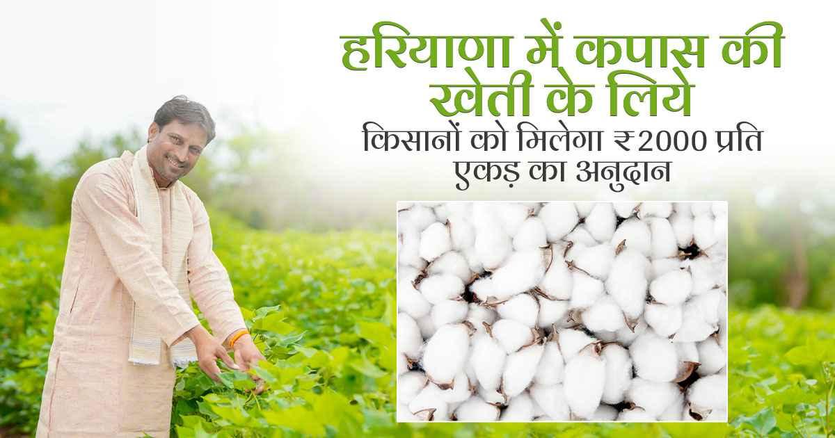 ₹2000 per Acre Subsidy for Cotton Cultivation