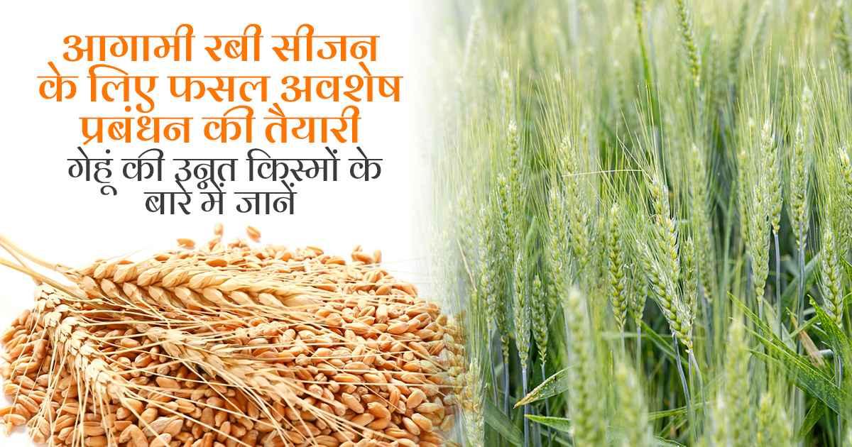 कम पानी में उगाई जाने वाली गेहूं की उन्नत किस्में