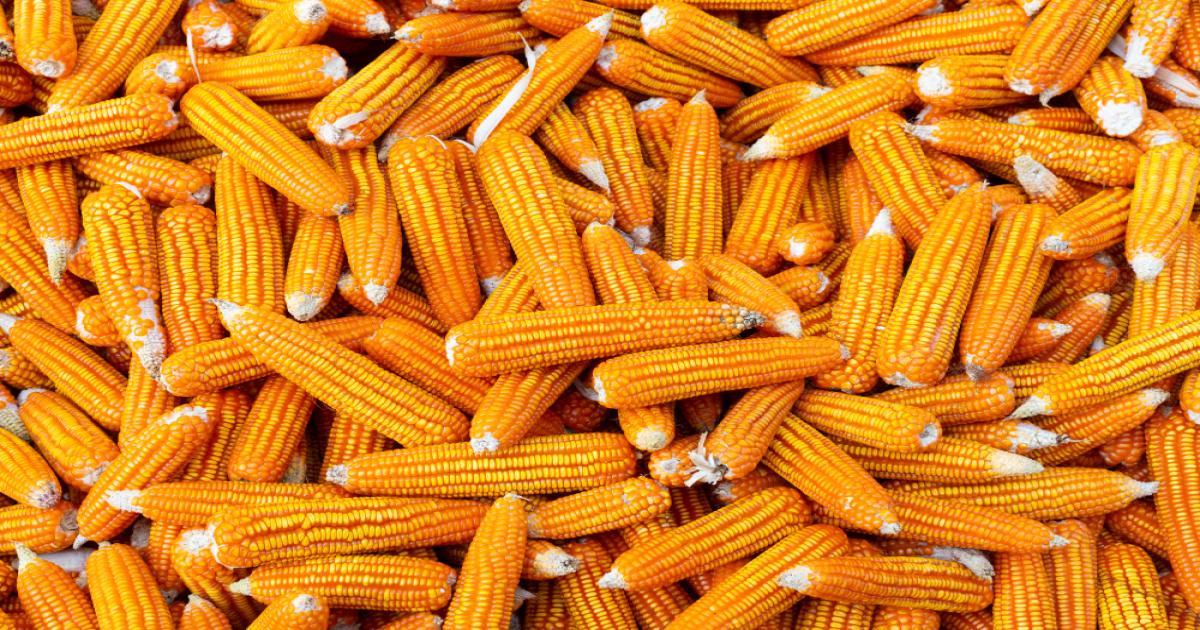 Maize rate