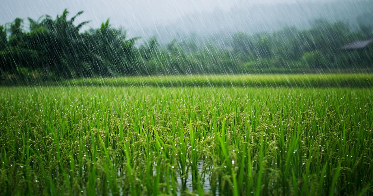 Heavy Rainfall in Eastern Uttar Pradesh and Bihar