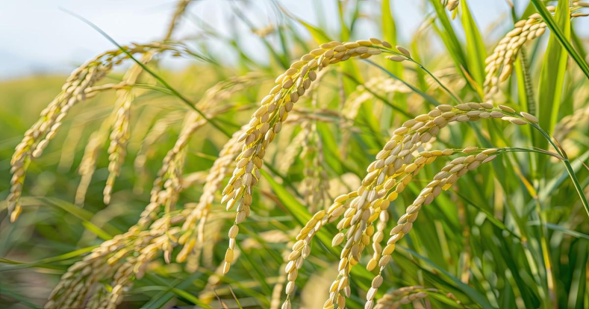 कुछ जगह बारिश, कुछ जगह गर्मी