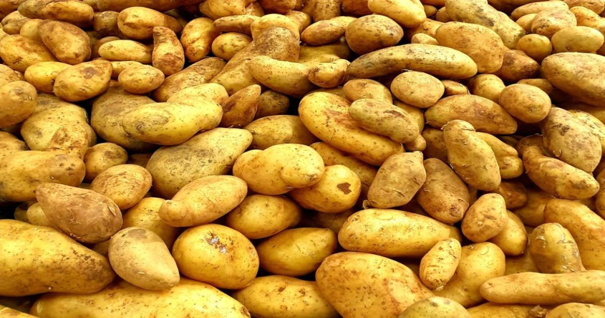 Potato market prices