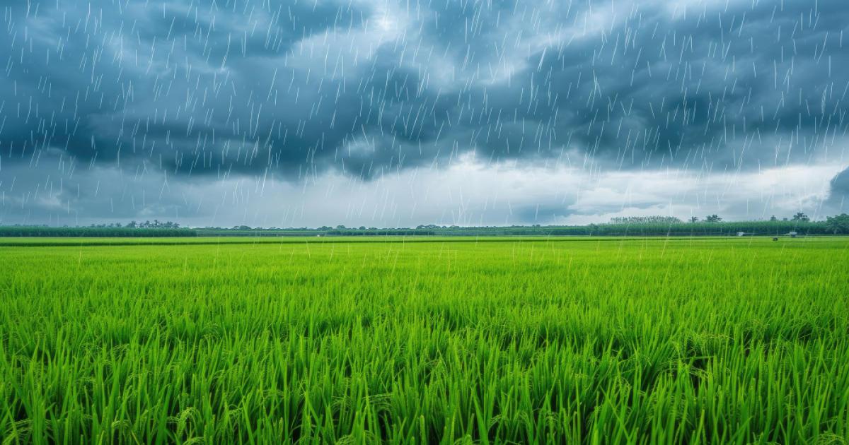 Heavy rainfall in Madhya Pradesh