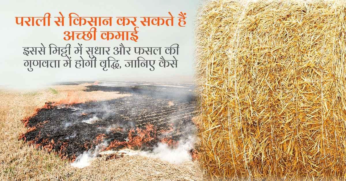 ban on burning stubble